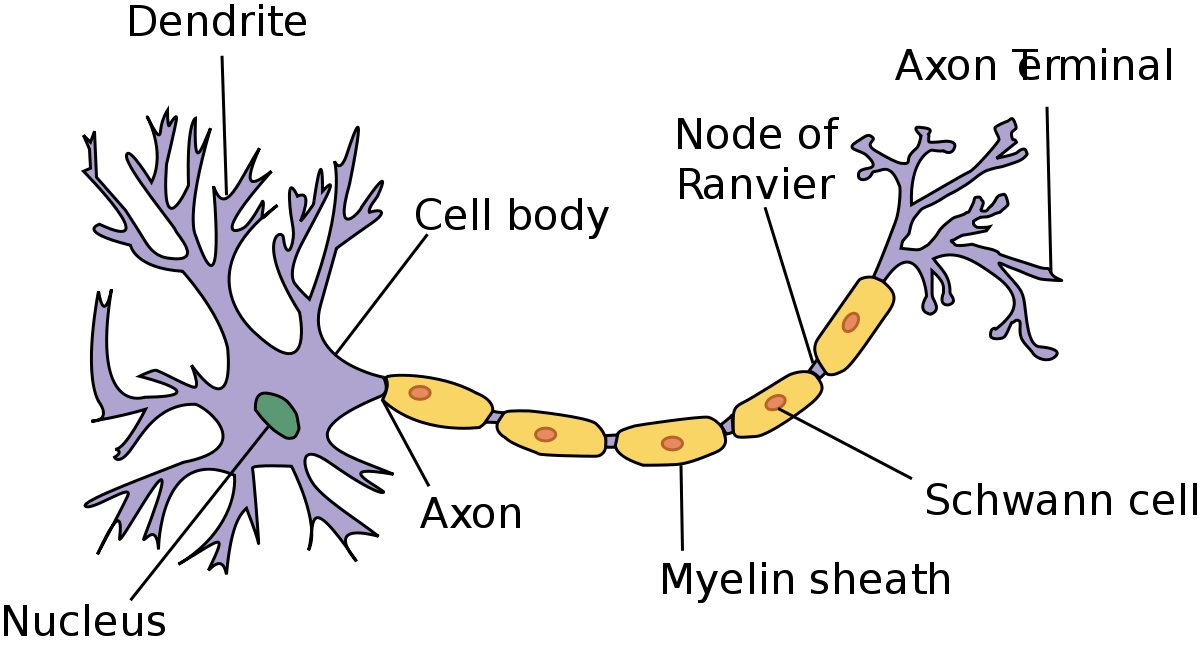 Neuron cell